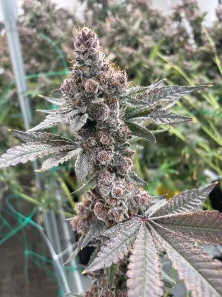 Cherries Jubilee