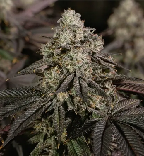 Stardawg