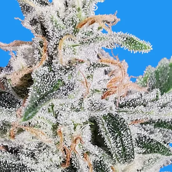 Girl Scout Cookies