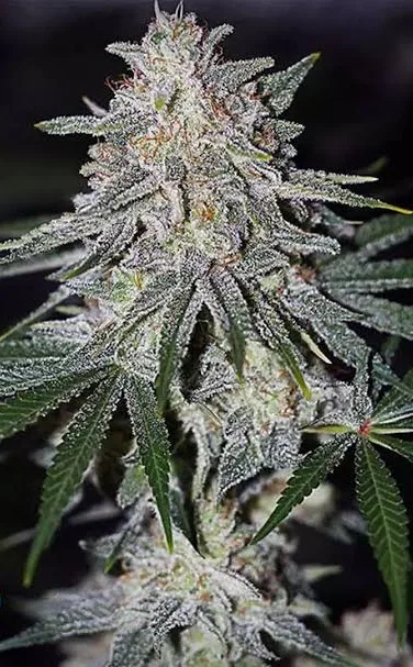Glueberry OG