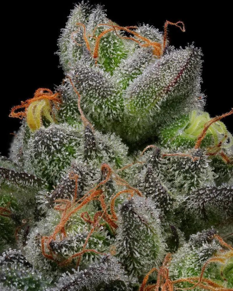 California Cream