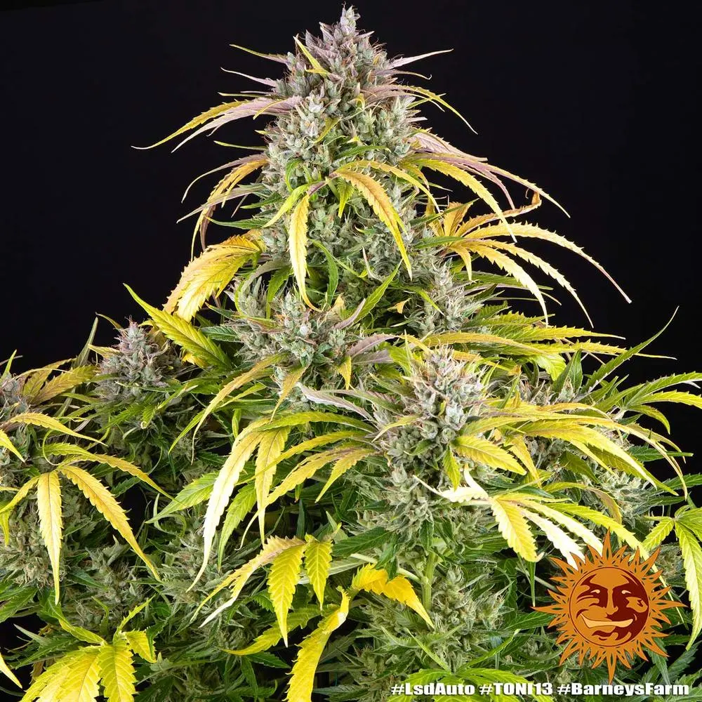 LSD Auto