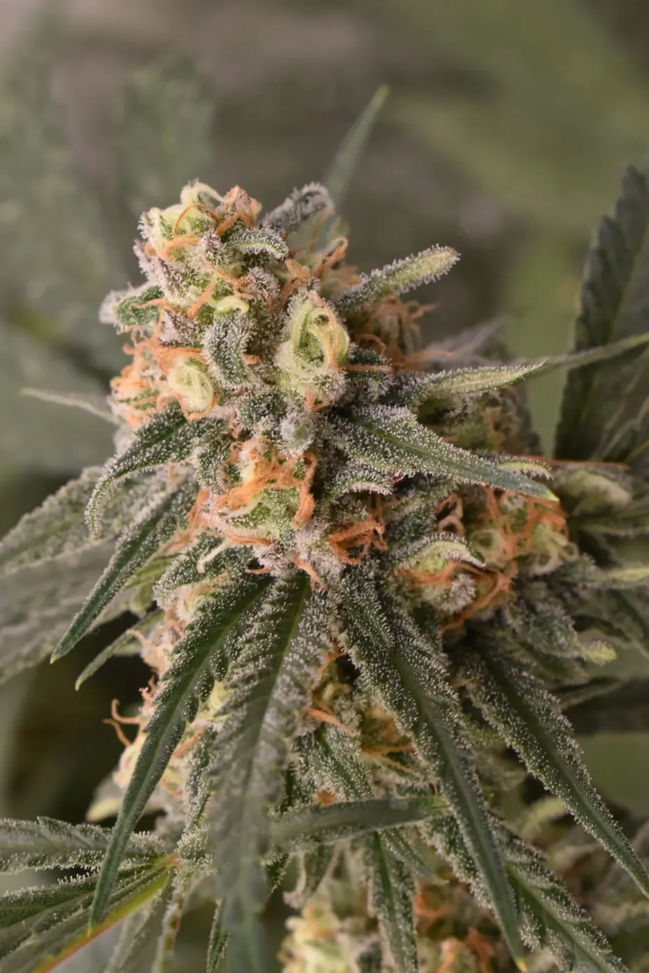 Critical Bilbo