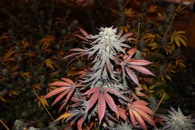 Animal Cookies