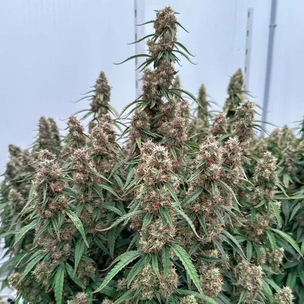 Orion F1 Auto