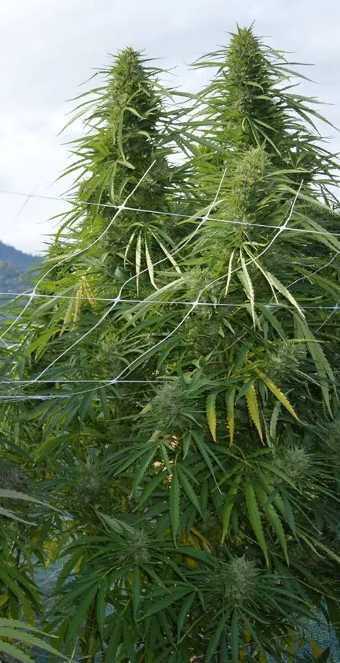 Panama x Malawi