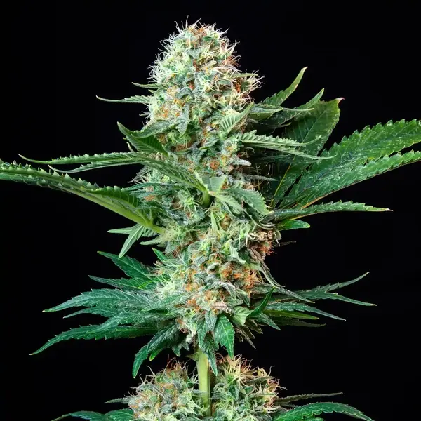 Royal Cookies