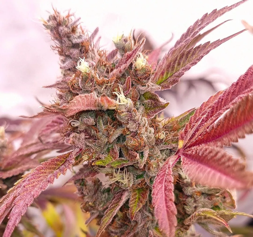 Pink Banana Runtz