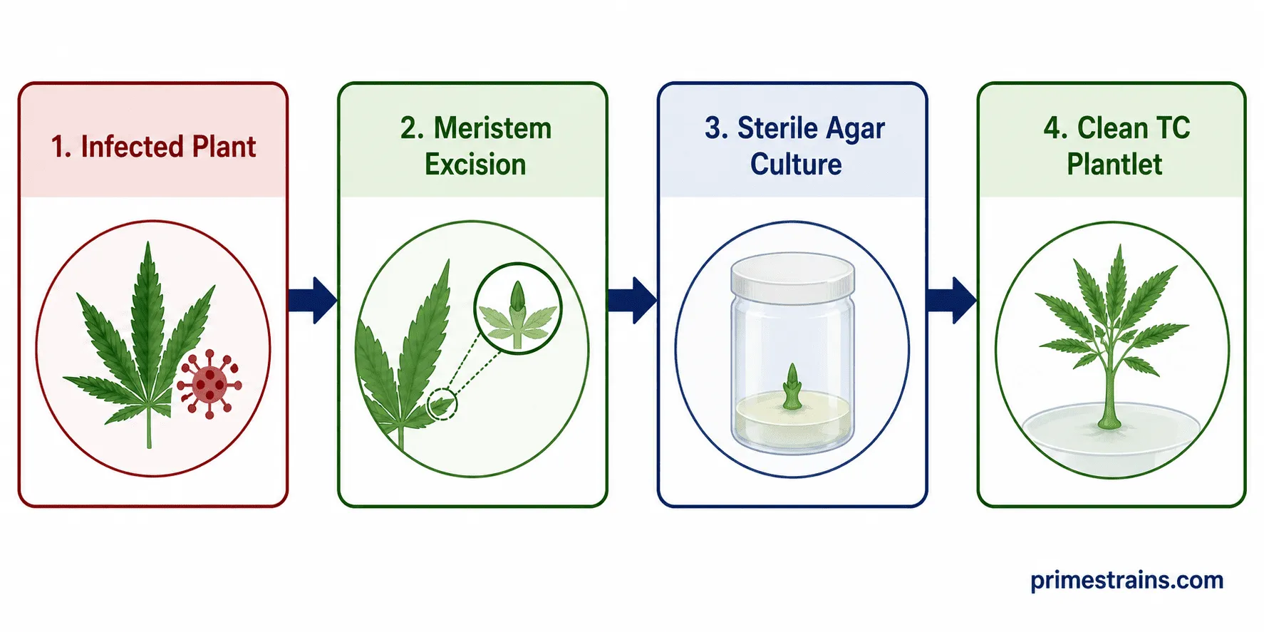 Tissue Culture Micropropagation