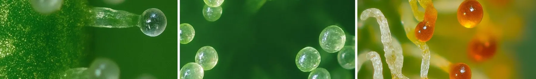 Trichome maturity stages: clear (immature), milky (peak THC), and amber (sedative CBN transition).