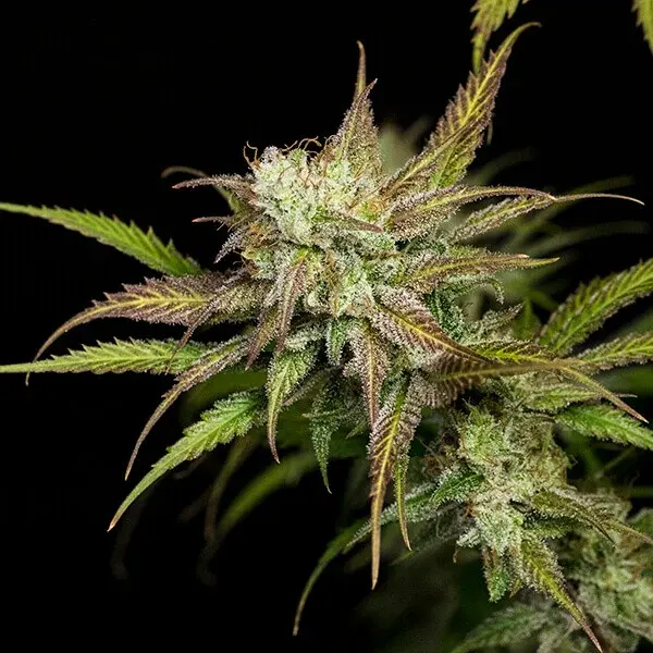 Mother Gorilla