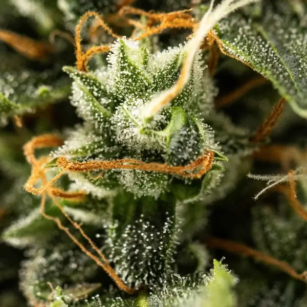 Royal Kush