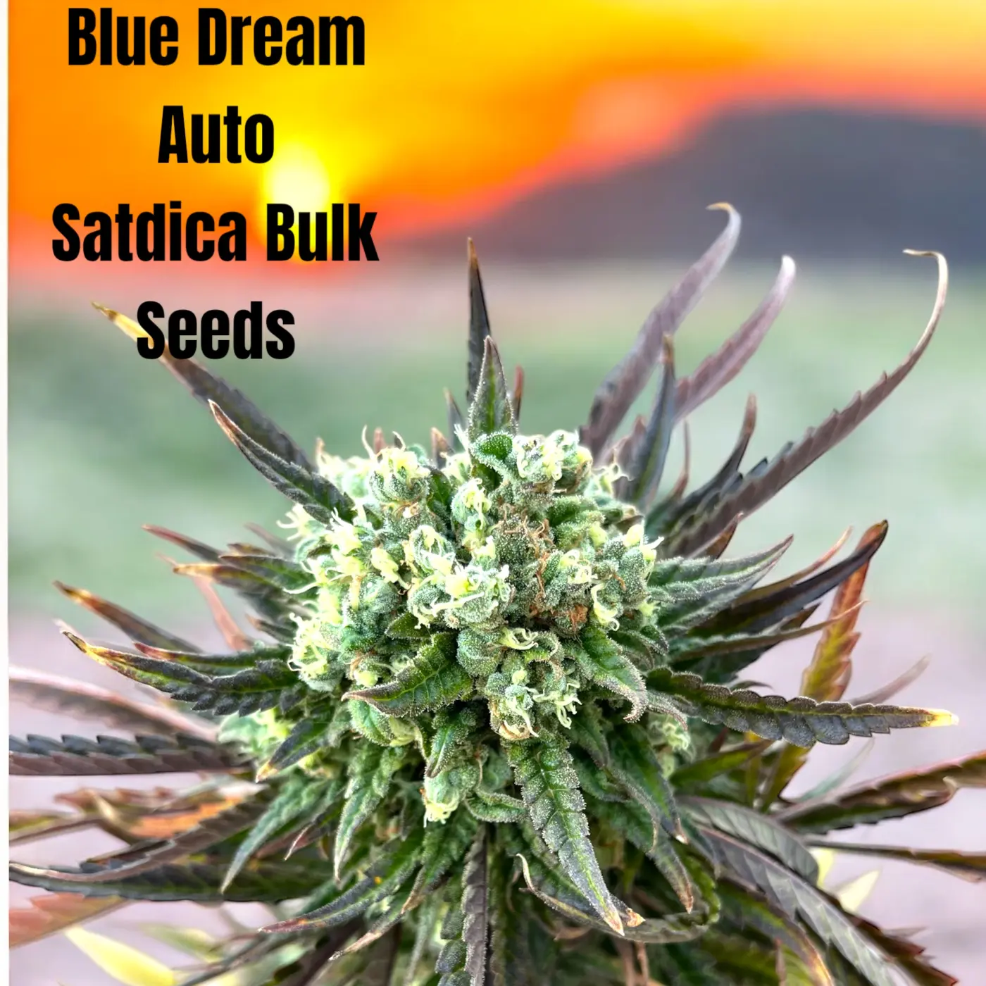 Blue Dream