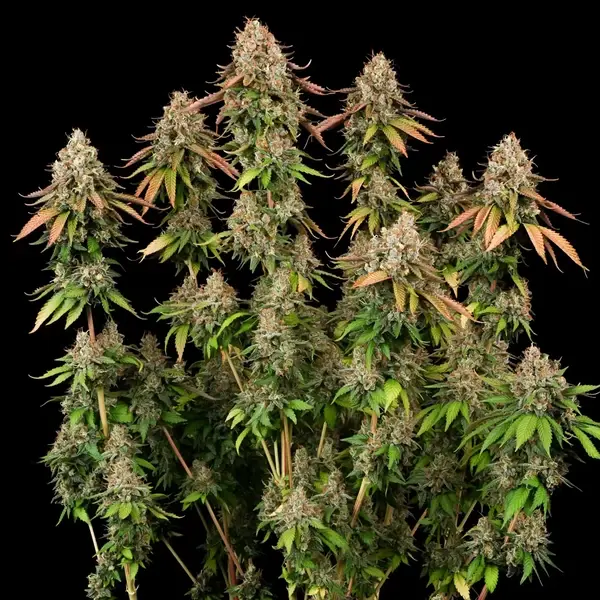 Royal Highness