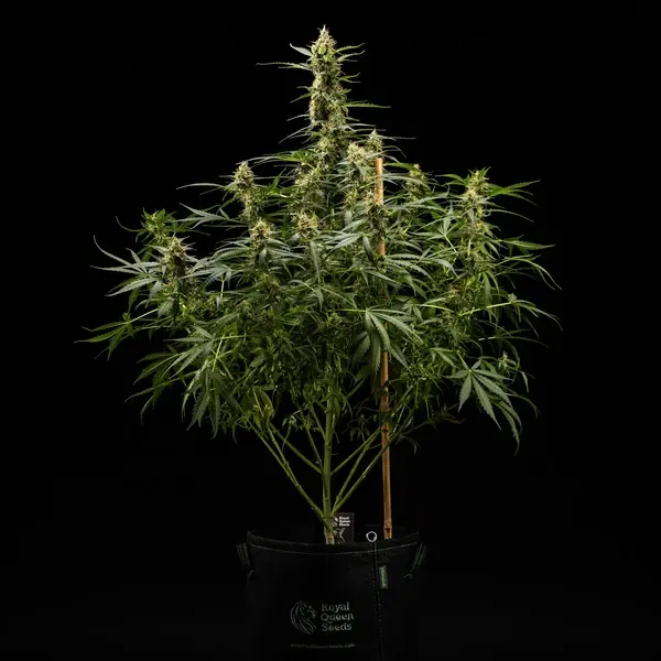 Royal Kush