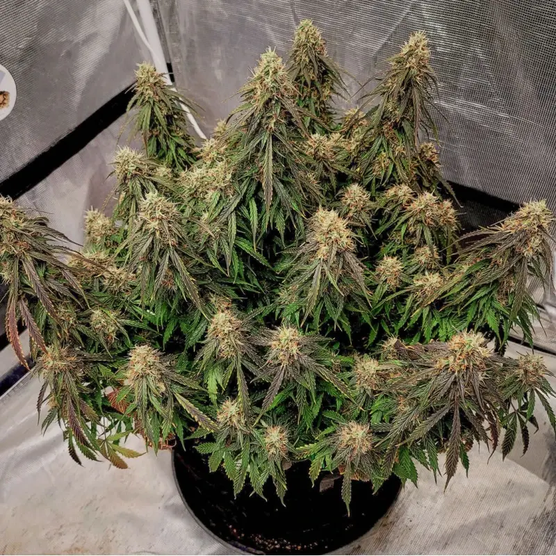 Power Plant