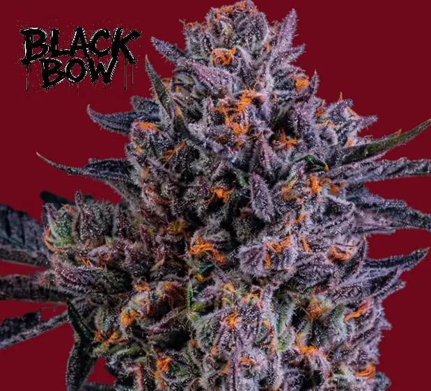 Black Bow