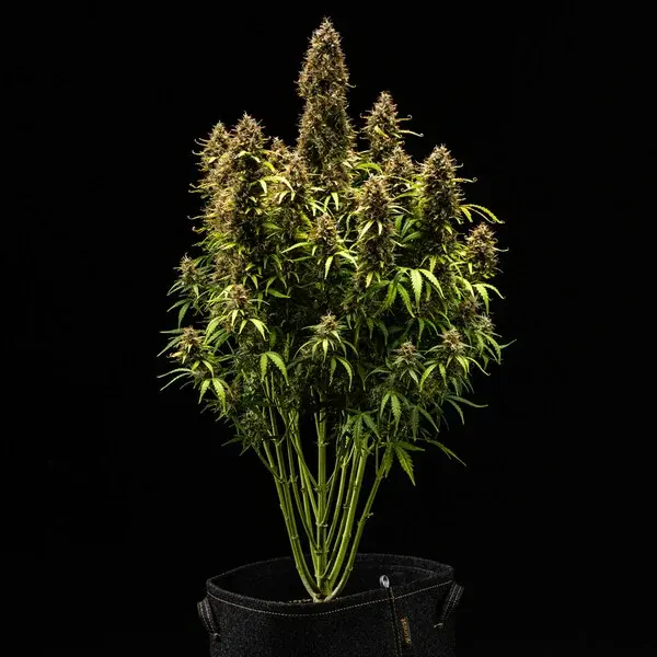 Royal Cookies AUTO