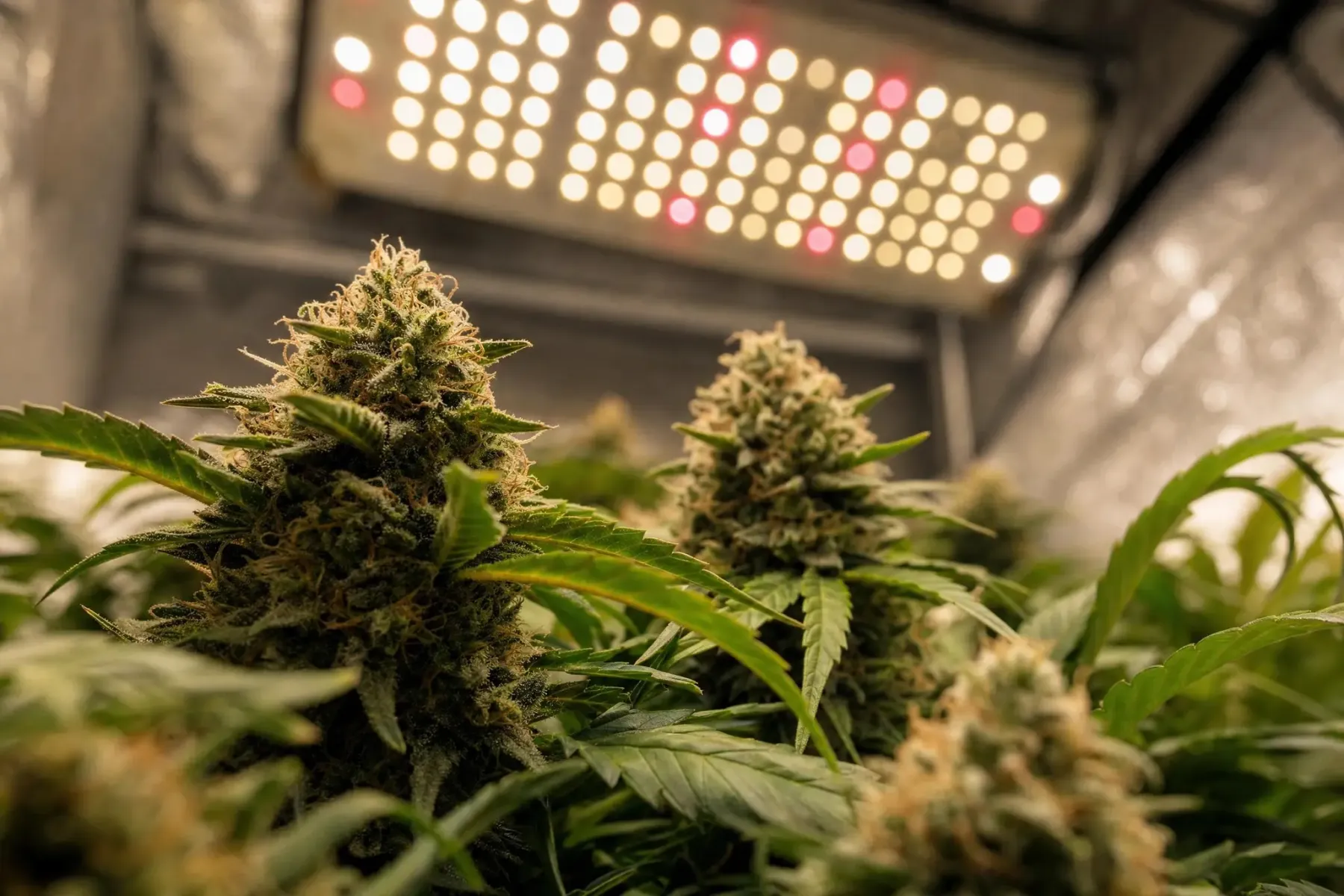 Flowering cannabis under modern LEDs.