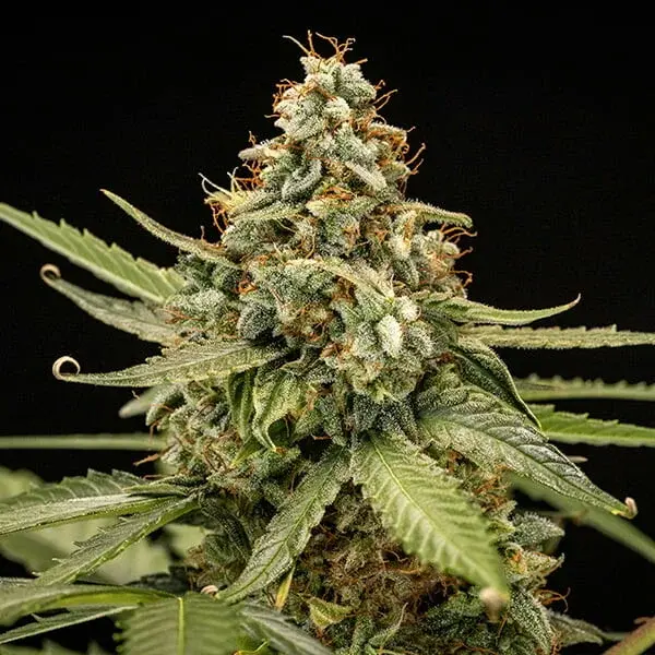 Titan F1 Auto