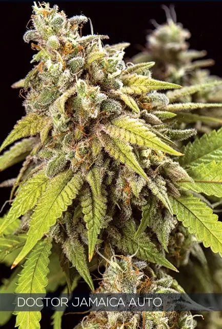 Doctor Jamaica Auto Feminised