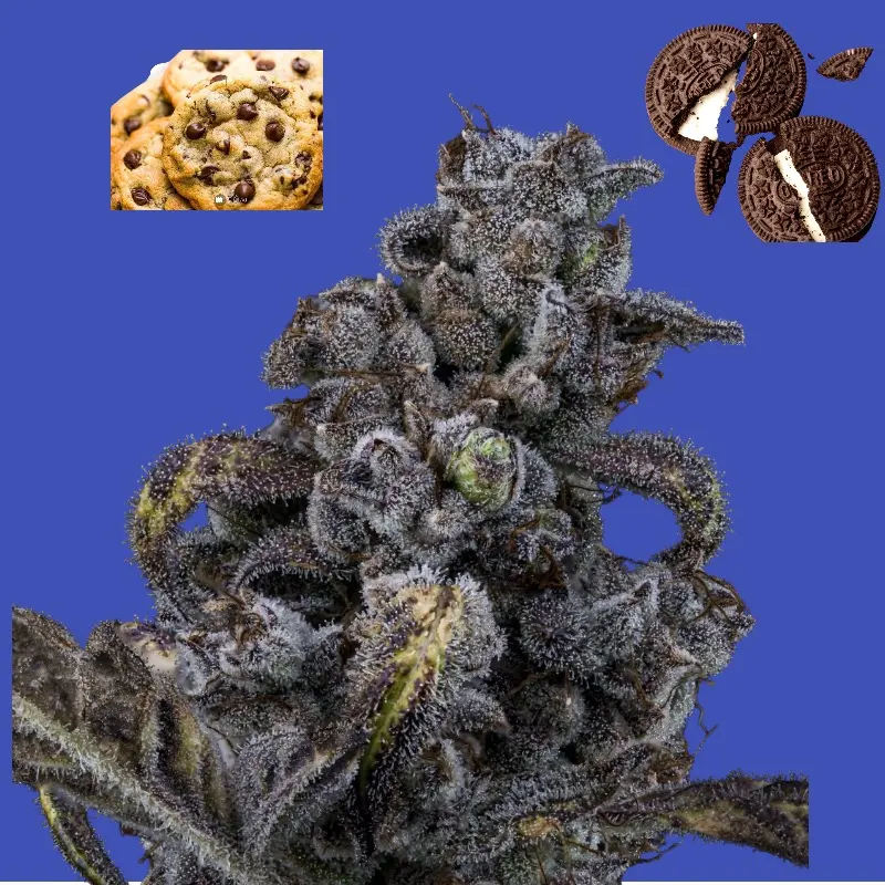 Blue Cookies x Oreoz