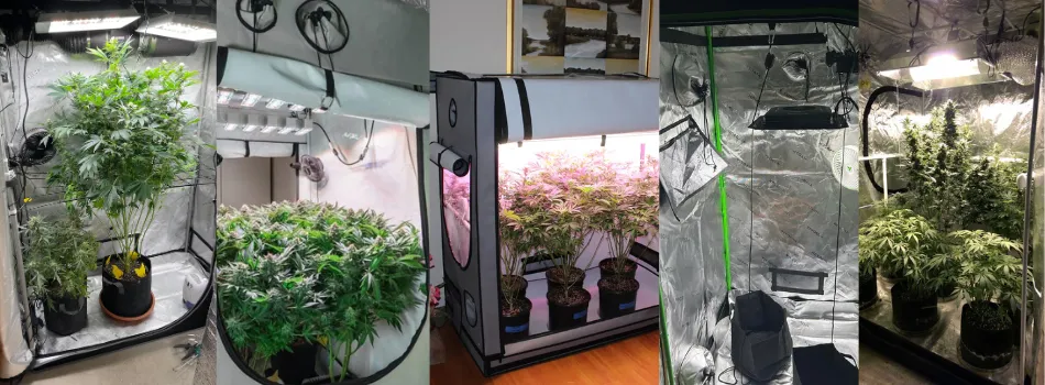See how different cannabis strains thrive in controlled indoor grow environments designed for better climate management, airflow, lighting, and plant development.