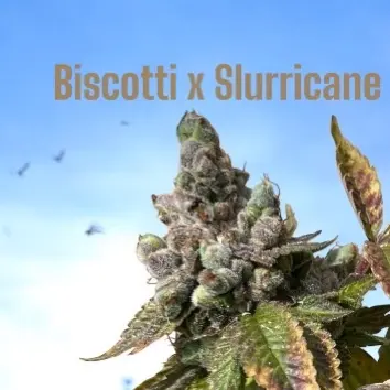 Biscotti x Slurricane
