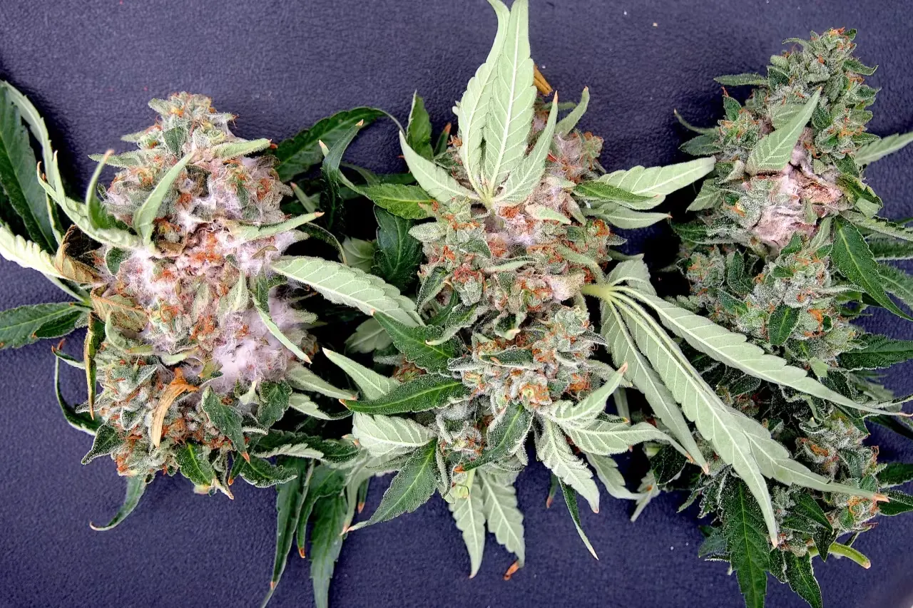 Weed Mold