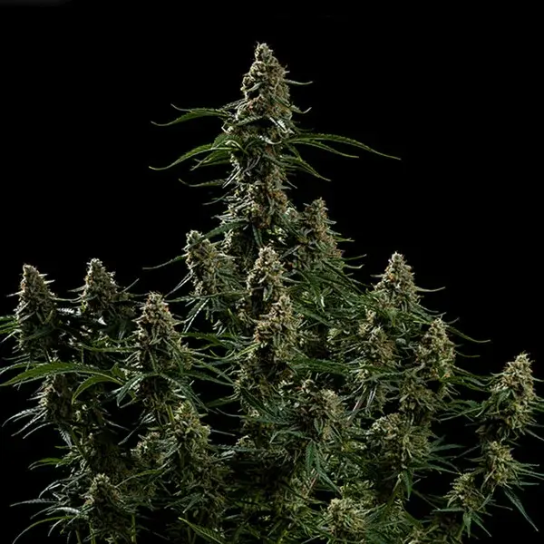 Apollo F1 Auto