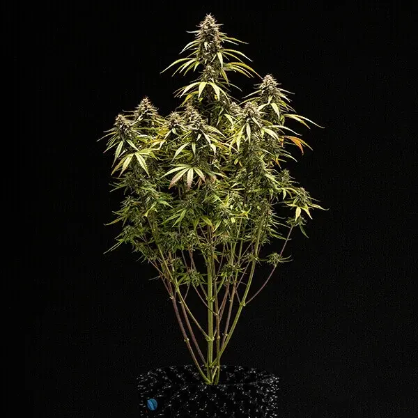 Orion F1 Auto