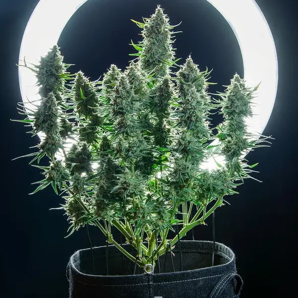 Green Gelato Auto