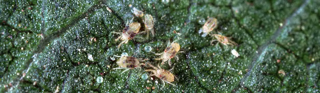 Spider Mites