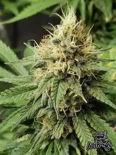 Auto Pineapple Crack Feminised