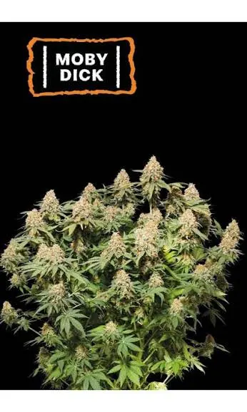 Moby Dick Auto Feminised