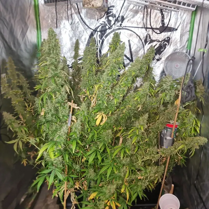 CBD-Victory