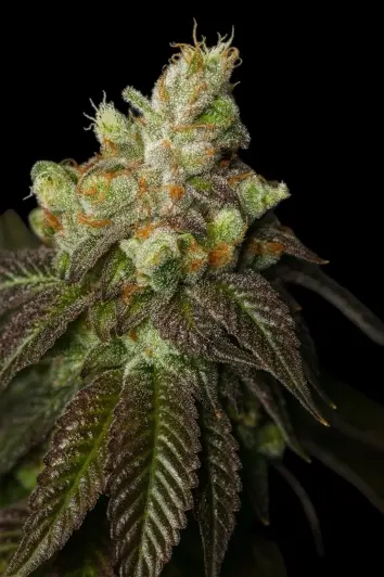 Gorilla Grape