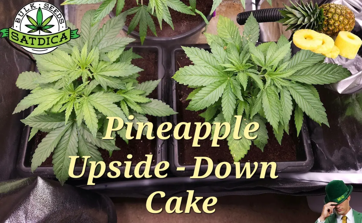Pineapple Upside Down Cake