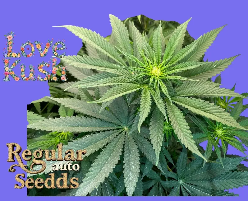 Love Kush