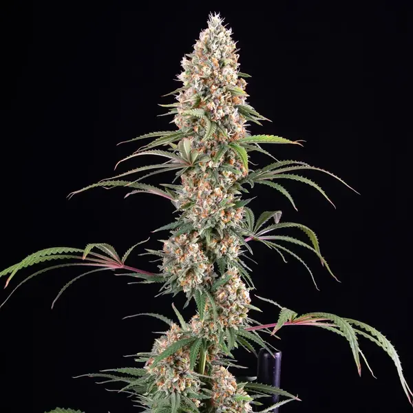 Candy Kush Express