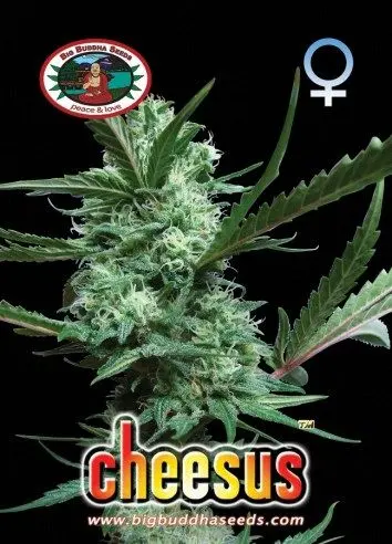 Cheesus