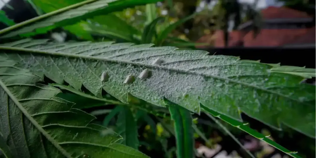 Cannabis: Preventing Bugs, Mold, and Root Rot