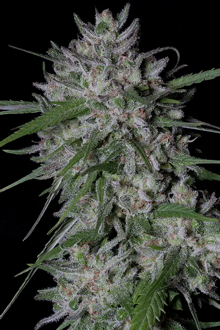 Gorilla Cookies