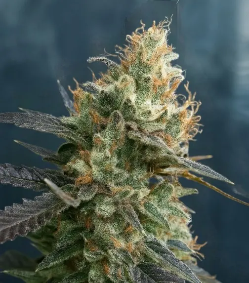 Candyland