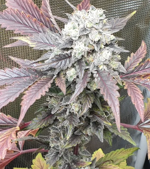 Black Apple Hitchcock