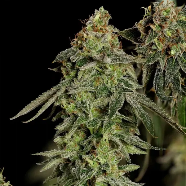 Medical Mass
