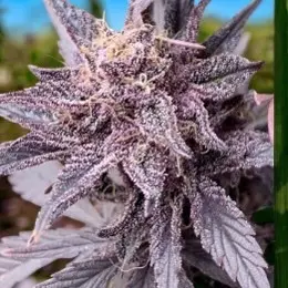 Sweet Cream