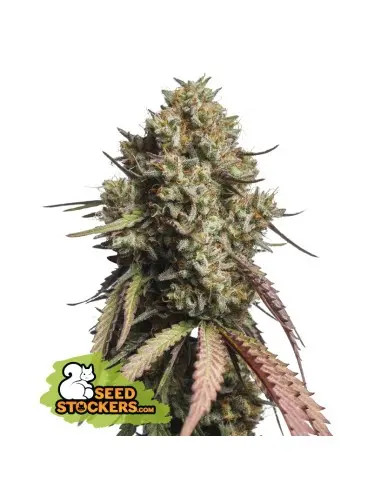 Gorilla Cookies Auto Feminised