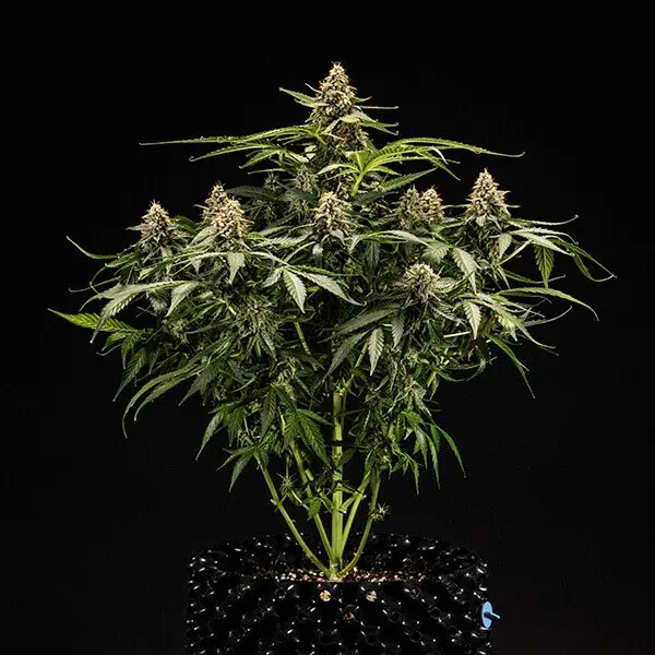 Titan F1 Auto