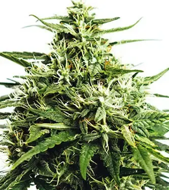 Gorilla Auto Feminised